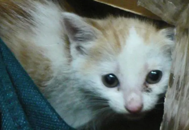 女生养猫的好处，你知道吗？