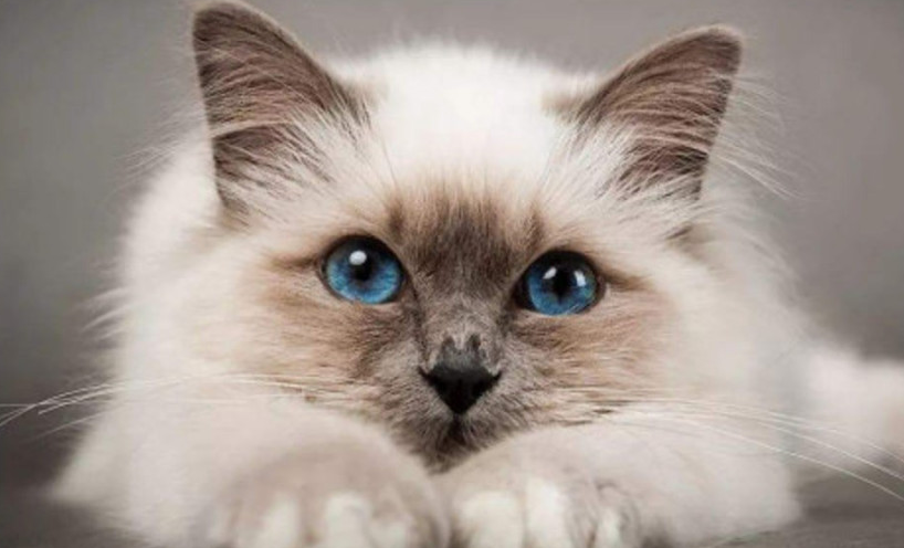 养什么颜色的猫会倒霉?没有这种说法 养什么颜色的猫会倒霉?没有这种说法