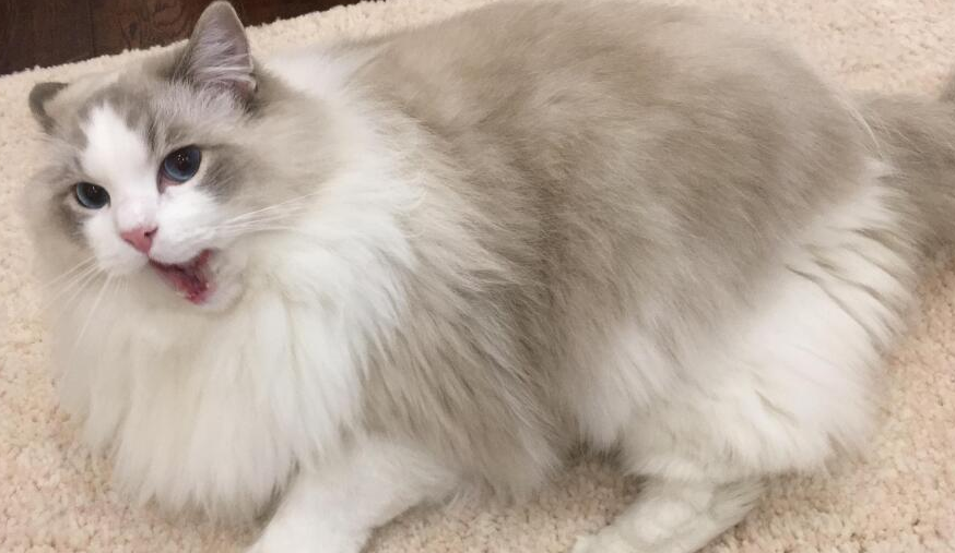 养什么颜色的猫会倒霉?没有这种说法 养什么颜色的猫会倒霉?没有这种说法