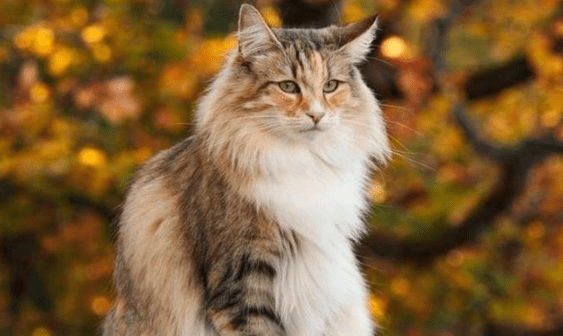 猫真的有九条命吗?是你想不到的 猫真的有九条命吗?是你想不到的