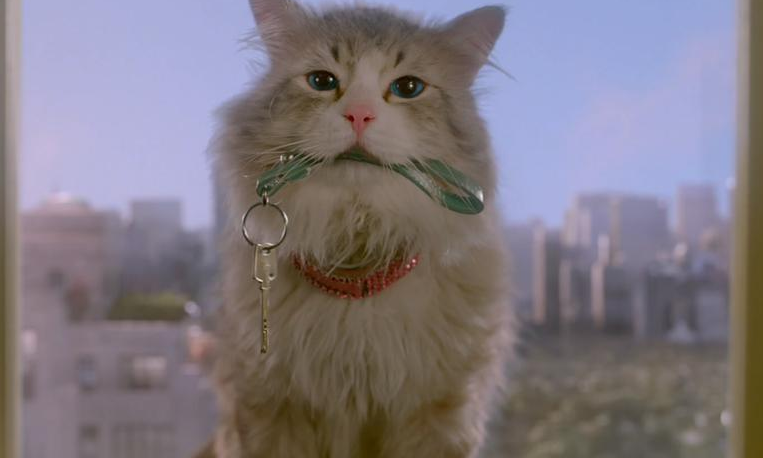 猫真的有九条命吗?是你想不到的 猫真的有九条命吗?是你想不到的