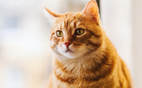 黄狸猫的寿命有多长?你知道吗? 黄狸猫的寿命有多长?你知道吗?