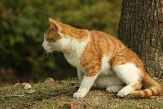 黄狸猫的寿命有多长?你知道吗? 黄狸猫的寿命有多长?你知道吗?