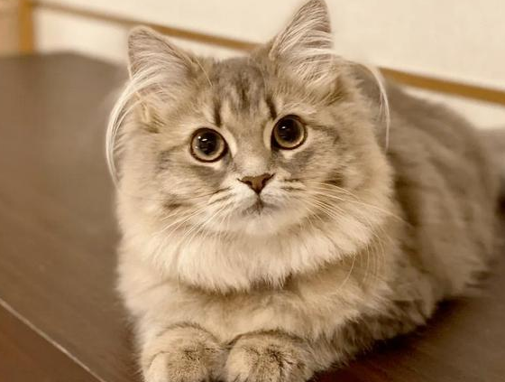 耳朵上有一撮长毛是什么猫?可能是这个 耳朵上有一撮长毛是什么猫?可能是这个