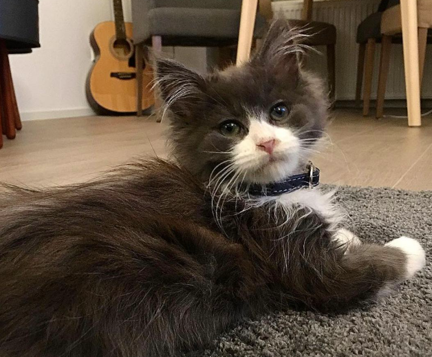 耳朵上有一撮长毛是什么猫?可能是这个 耳朵上有一撮长毛是什么猫?可能是这个