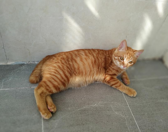 橘猫寿命是多久？一般这么久