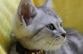 猫咪刷牙多久一次？这里可以了解~