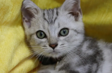 猫咪刷牙多久一次？这里可以了解~