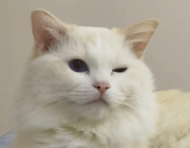 猫大小眼是怎么回事?是这个原因 猫大小眼是怎么回事?是这个原因