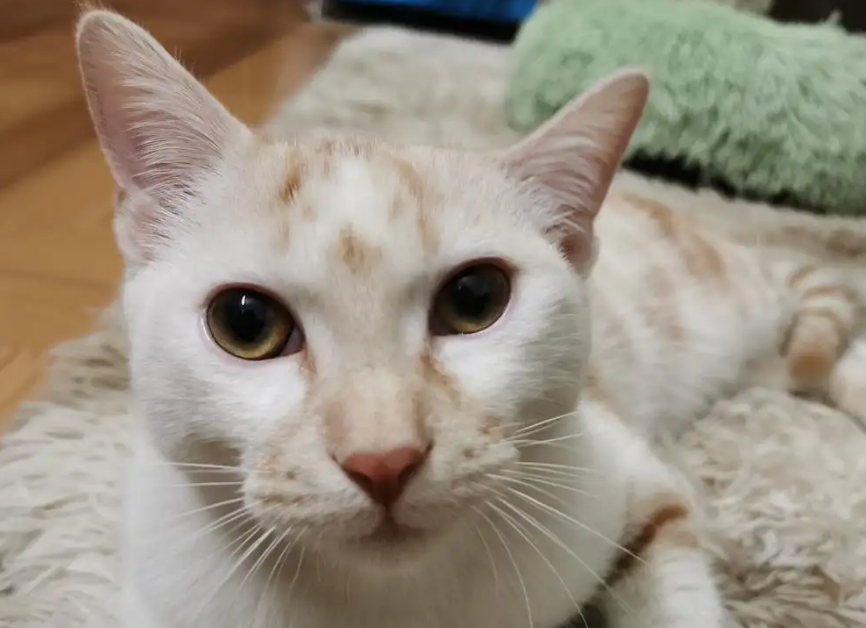 猫大小眼是怎么回事?是这个原因 猫大小眼是怎么回事?是这个原因