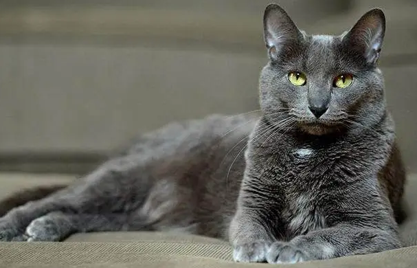 猫聪明吗?聪明 猫聪明吗?聪明