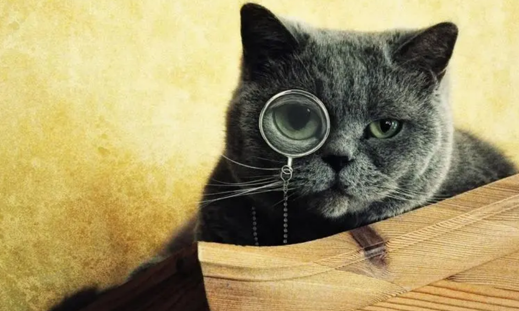 猫聪明吗?聪明 猫聪明吗?聪明