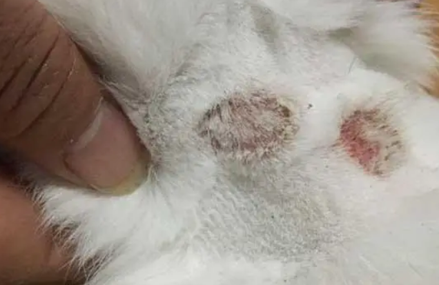 猫癣变黄了是什么阶段了?有没有想知道的? 猫癣变黄了是什么阶段了?有没有想知道的?