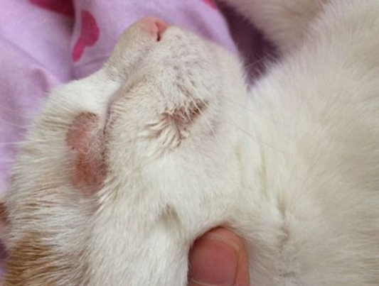 猫癣变黄了是什么阶段了?有没有想知道的? 猫癣变黄了是什么阶段了?有没有想知道的?