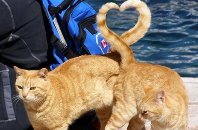 扯猫尾巴会有什么害处？都知道吗？