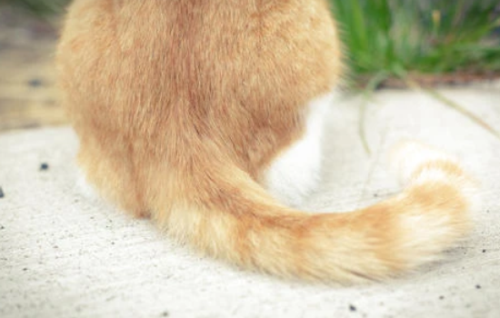 扯猫尾巴会有什么害处？都知道吗？