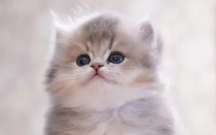 养宠小知识:猫咪之间有语言吗? 养宠小知识:猫咪之间有语言吗?