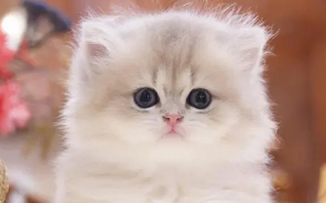 养宠小知识:猫咪之间有语言吗? 养宠小知识:猫咪之间有语言吗?