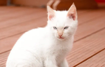 猫咪的胡须有什么作用?看这篇文章 猫咪的胡须有什么作用?看这篇文章