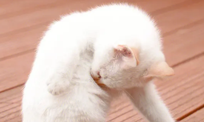 猫咪的胡须有什么作用?看这篇文章 猫咪的胡须有什么作用?看这篇文章