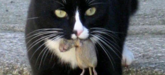 为什么猫爱吃老鼠和鱼？原因如下