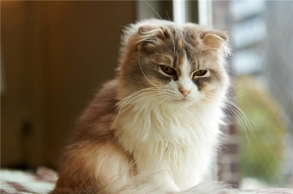 猫为什么叫狸奴,猫主子历史大揭秘! 猫为什么叫狸奴,猫主子历史大揭秘!