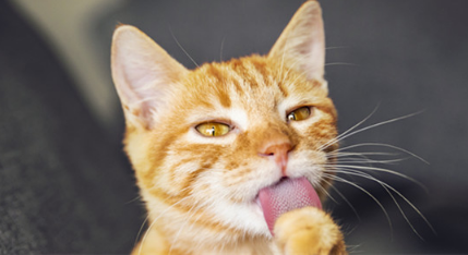 猫为什么叫狸奴,猫主子历史大揭秘! 猫为什么叫狸奴,猫主子历史大揭秘!