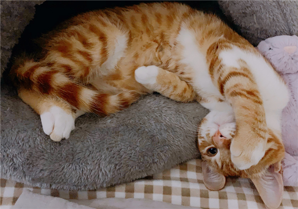 橘猫为什么叫橘猪?真相很搞笑 橘猫为什么叫橘猪?真相很搞笑