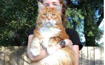 橘猫为什么叫橘猪?真相很搞笑 橘猫为什么叫橘猪?真相很搞笑