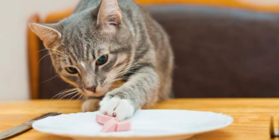 小猫不吃东西怎么办?这几招你得学一下 小猫不吃东西怎么办?这几招你得学一下