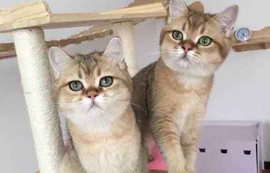 大家都是怎么判断幼猫被猫妈妈遗弃的呢 大家都是怎么判断幼猫被猫妈妈遗弃的呢