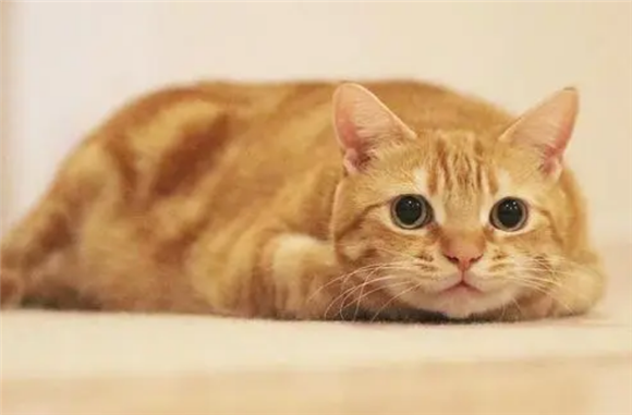 橘猫为什么脸尖?真实原因竟是这 橘猫为什么脸尖?真实原因竟是这