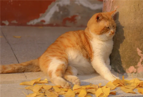 橘猫为什么这么肥？原因有这些~