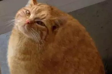 橘猫为什么这么肥？原因有这些~
