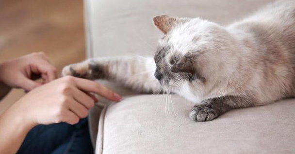 猫依靠什么辨认主人？原来是这样啊...