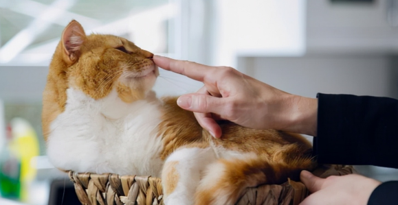 猫依靠什么辨认主人？原来是这样啊...