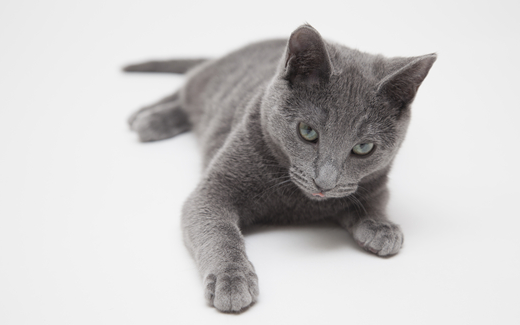 俄罗斯猫的品种有哪些?看看你知道哪些~ 俄罗斯猫的品种有哪些?看看你知道哪些~