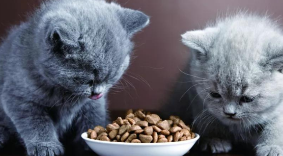 新换的猫粮猫不吃怎么办？小编教你轻松解决~