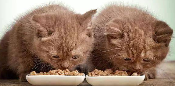 猫埋食物是什么意思?我告诉你 猫埋食物是什么意思?我告诉你