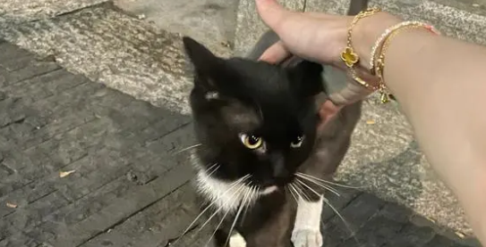 猫咪丢了会想主人吗？答案是肯定的