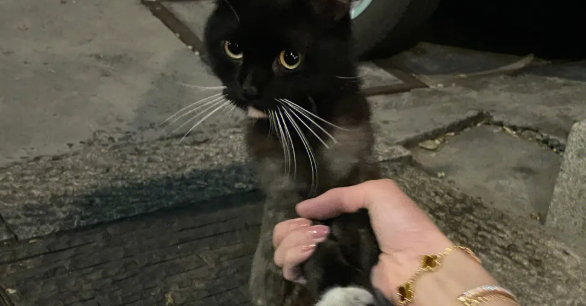 猫咪丢了会想主人吗？答案是肯定的