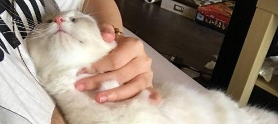 小猫几个月后不粘人?铲屎官看过来 小猫几个月后不粘人?铲屎官看过来