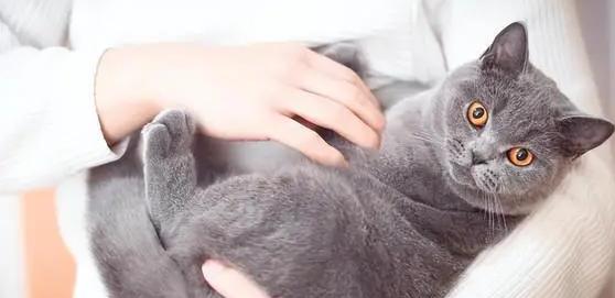 小猫几个月后不粘人?铲屎官看过来 小猫几个月后不粘人?铲屎官看过来