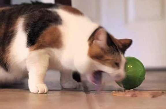 猫呕吐的原因及治疗办法,你们清楚吗? 猫呕吐的原因及治疗办法,你们清楚吗?