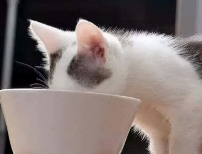 猫呕吐的原因及治疗办法,你们清楚吗? 猫呕吐的原因及治疗办法,你们清楚吗?