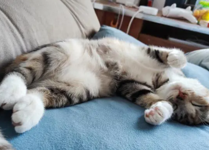 猫肚皮朝上睡觉是什么意思?有没有想get的! 猫肚皮朝上睡觉是什么意思?有没有想get的!