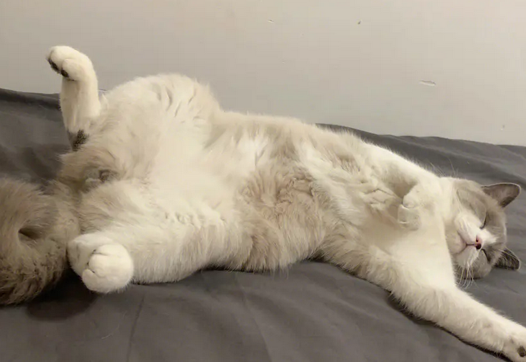 猫肚皮朝上睡觉是什么意思?有没有想get的! 猫肚皮朝上睡觉是什么意思?有没有想get的!