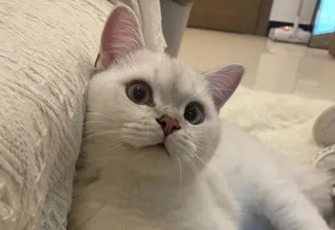 猫五个月相当于人多大？来看这里~