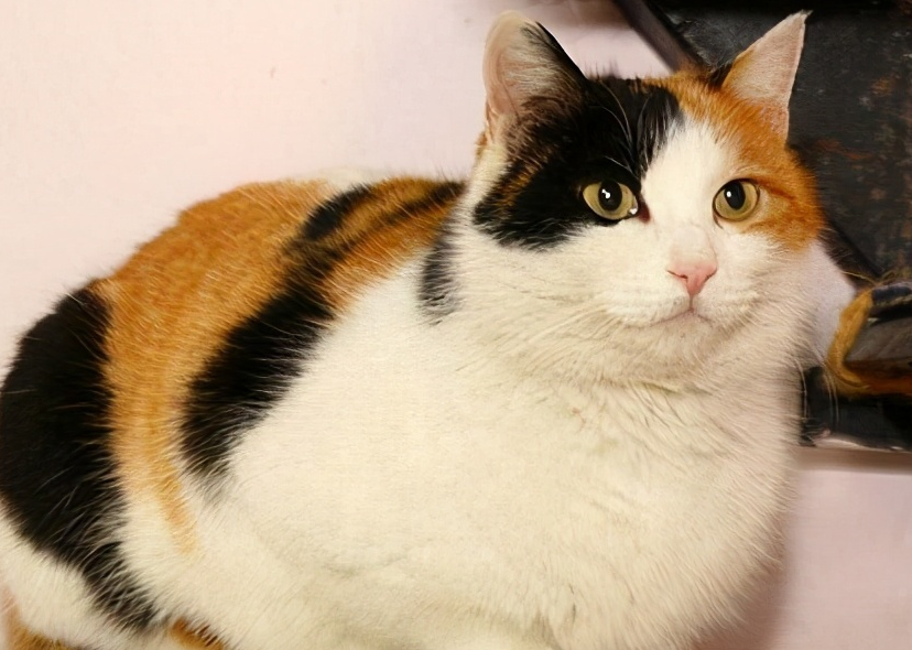 公三花猫有生育能力吗?快来了解一下 公三花猫有生育能力吗?快来了解一下