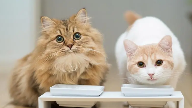 捡来的猫咪怎么看年龄？主人来学习下吧